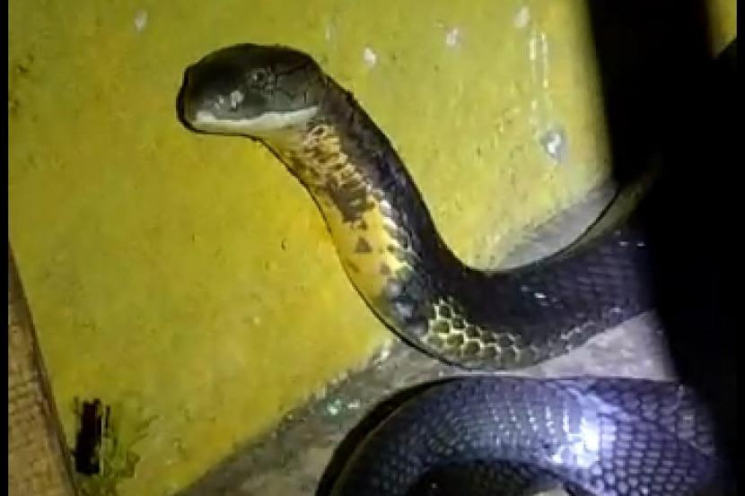 Seekor ular king kobra. Petugas Damkar Pesisir Barat Tangkap King Kobra Sepanjang Tiga Meter