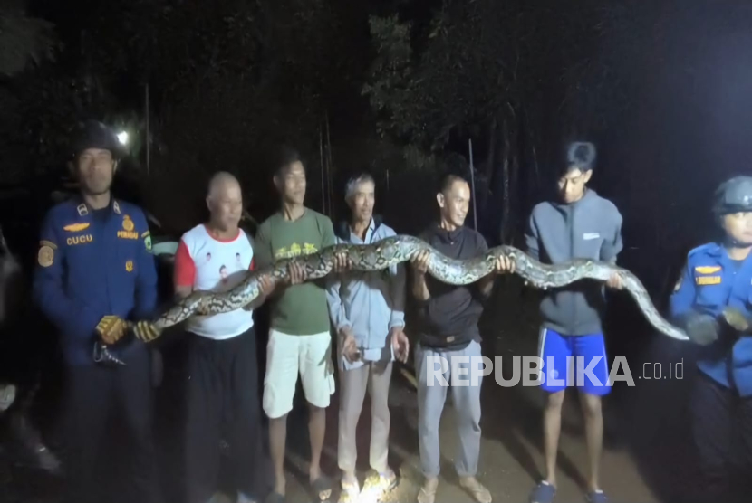 Seekor ular sanca kembang yang menyerang ayam milik warga di Desa Kertawinangun, Kecamatan Mandirancan, Kabupaten Kuningan, berhasil dievakuasi