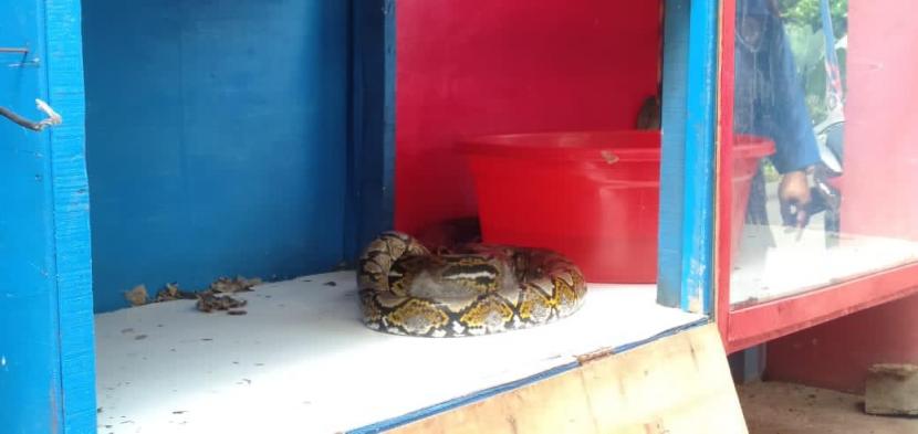 Seekor ular sanca sepanjang 3,5 meter ditangkap di Kelurahan Sukaresmi, Kecamatan Tanah Sareal, Kota Bogor, Selasa (24/11).