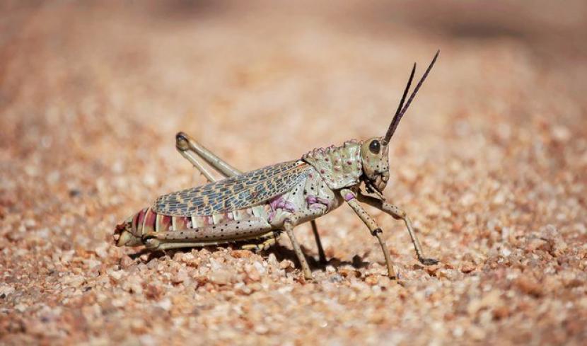 Belalang. Migrasi musiman membuat belalang mampir di Arab Saudi.