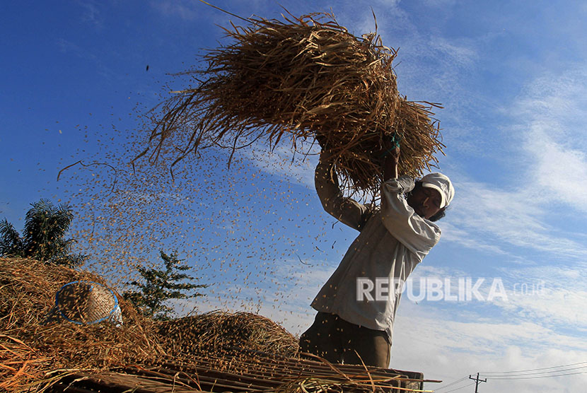  Seeorang petani merontokkan padi dengan alat tradisional di area persawahan, di Jorong Koto Tuo, Nagari Balai Gurah, Kecamatan IV Angkek, Agam, Sumatera Barat, Selasa (2/5). 