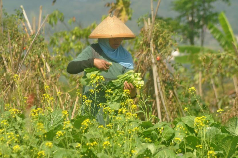 Sejmlah Petani di Dusun Blanten Kidul, Desa Sidomukti, Kecamatan Bandungan memanen sawi di ladangnya, Kamis (2/9). Pupuk Kaltim akan membangun pabrik pupuk NPK berbasis nitrat, yang lebih mudah diserap oleh tanaman dan bagus untuk hortikultura.