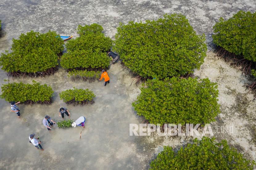 Penanaman mangrove (ilustrasi). Pelindo mendukung penuh program rehabilitasi mangrove yang diinisiasi pemerintah.