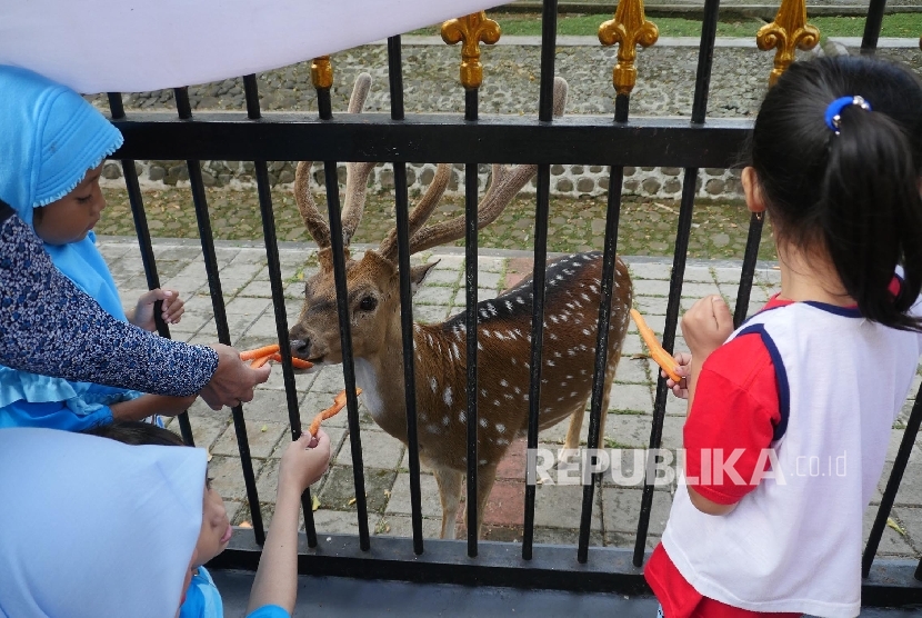  Sejumlah anak memberi makan wortel ke rusa di pinggir pagar istana Bogor. Terkait merebaknyua wabah PMK, masyarakat diimbau untuk tidak memberi makan pada rusa-rusa di Instana Bogor untuk sementara waktu. (ilustrasi)