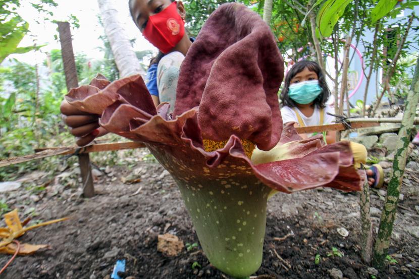 Bunga Bangkai Ditemukan di Padang Panjang