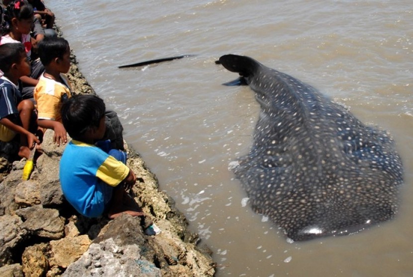 Sejumlah anak warga kampung nelayan berada tak jauh dari hiu tutul yang terdampar di Pantai Kenjeran Surabaya, Selasa (25/10). Hiu tutul yang terdampar karena terkena jaring nelayan di Selat Madura tersebut, mempunyai panjang 8 meter dan lebar 2.5 meter. 