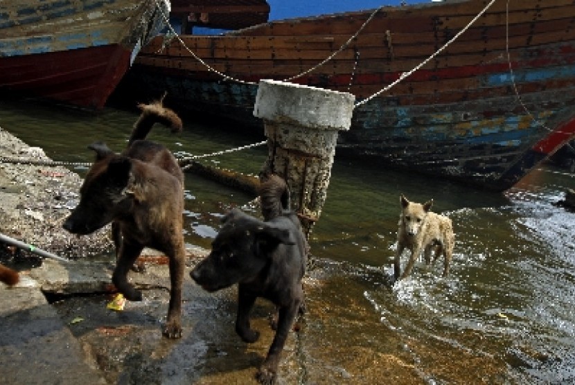 Populasi Anjing Liar di Bali Sangat Mengkhawatirkan | Republika Online