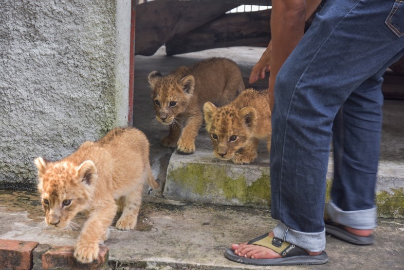 Sejumlah bayi Singa Afrika (Panthera leo melanochaita) keluar dari kandang penitipan di Kebun Bintang Kasang Kulim, Riau, Senin (16/12/2019). Empat ekor bayi singa berusia di bawah satu tahun diselamatkan oleh Polda Riau bersama seekor bayi Leopard, dan 58 kura-kura Indian Star dalam pengungkapan kasus perdagangan satwa, serta berhasil meringkus dua orang tersangka anggota jaringan sindikat internasional perdagangan satwa dilindungi.