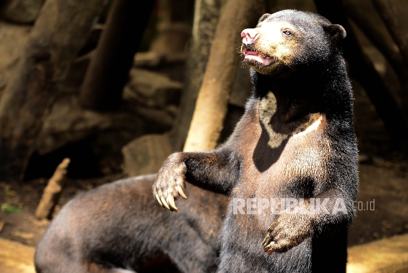  Sejumlah Beruang madu meminta makanan kepada para pengunjung di Kebun Binatang Bandung, Jalan Tamansari, Kota Bandung, Kamis (19/1). 