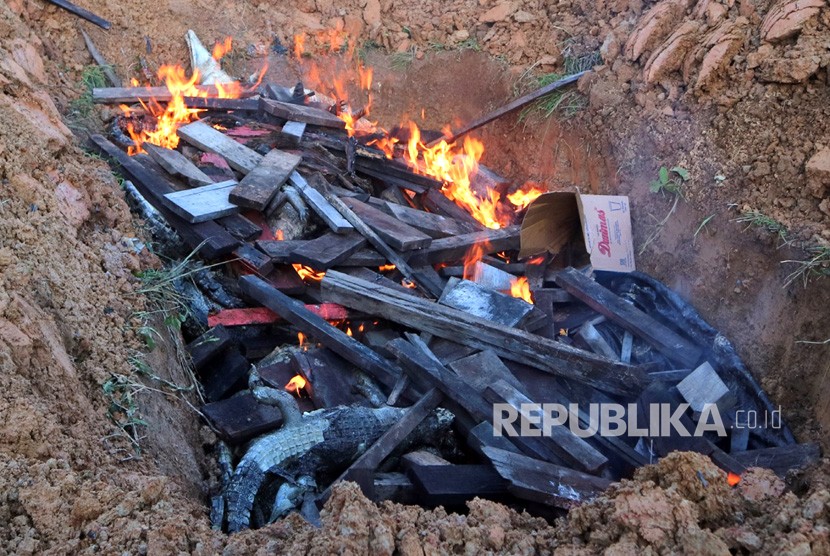 Sejumlah buaya yang mati dibantai warga dibakar untuk kemudian dikubur di Kabupaten Sorong, Papua Barat, Senin (16/7).