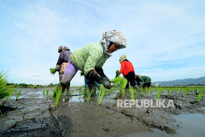 Sejumlah buruh petani tengah menanam benih padi disawahnya, Jalan Rancasagatan, Kecamatan Gedebage, Kota Bandung, Rabu (21/12)