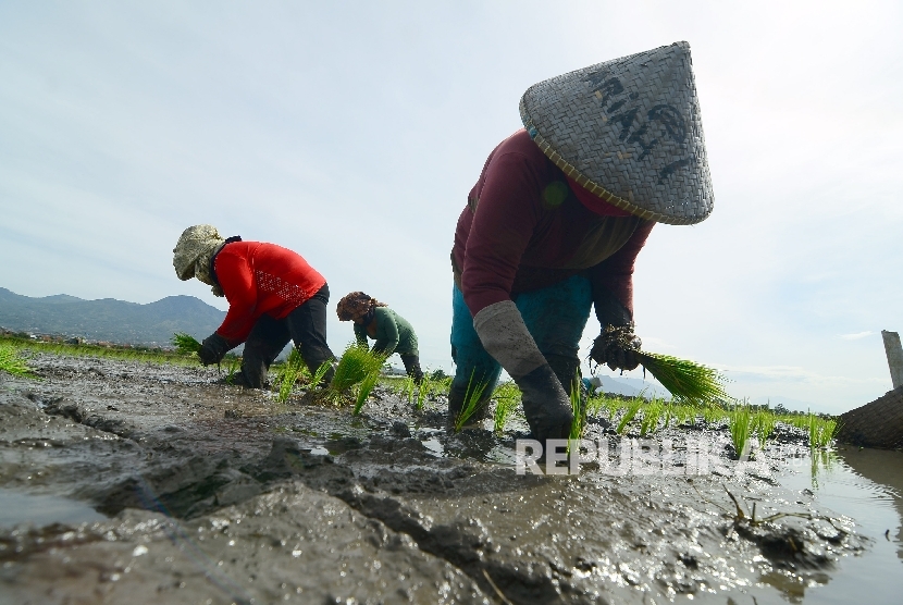 Sejumlah buruh petani tengah menanam benih padi disawahnya, Jalan Rancasagatan, Kecamatan Gedebage, Kota Bandung, Rabu (21/12)