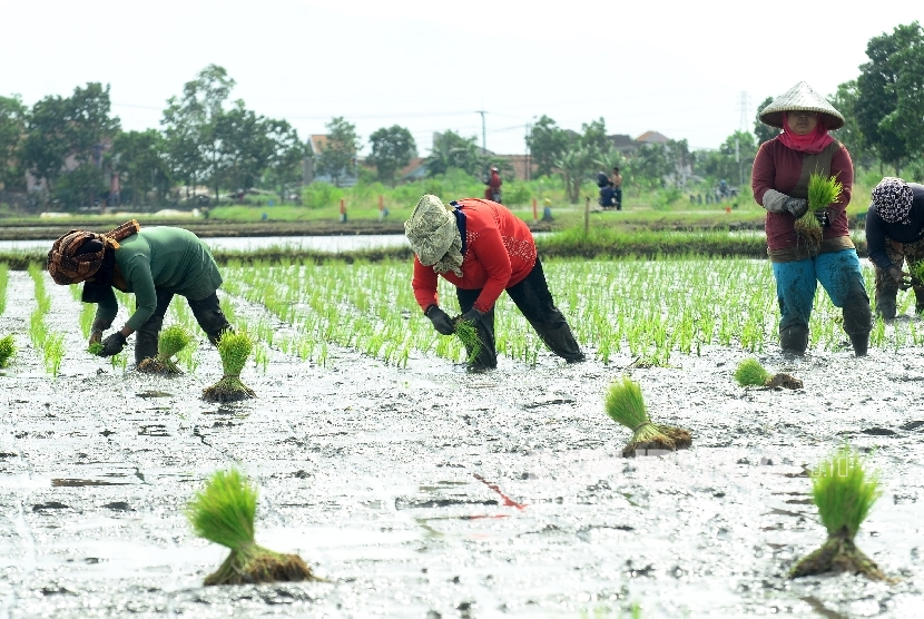 Sejumlah buruh petani tengah menanam benih padi di sawah. (Ilustrasi)
