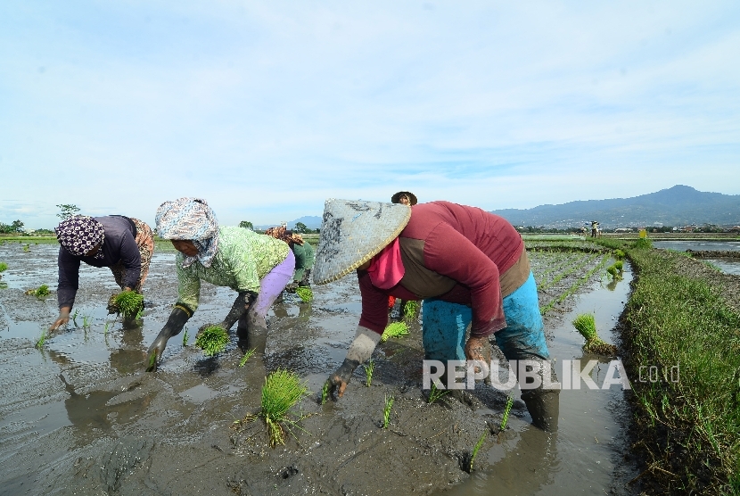 Sejumlah buruh petani tengah menanam benih padi disawahnya, Jalan Rancasagatan, Kecamatan Gedebage, Kota Bandung, Rabu (21/12).
