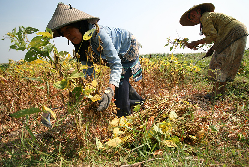 Sejumlah buruh tani memanen kedelai di lahan tandus Desa Ploso, Kabupaten Kediri, Jawa Timur, beberapa waktu lalu.. 