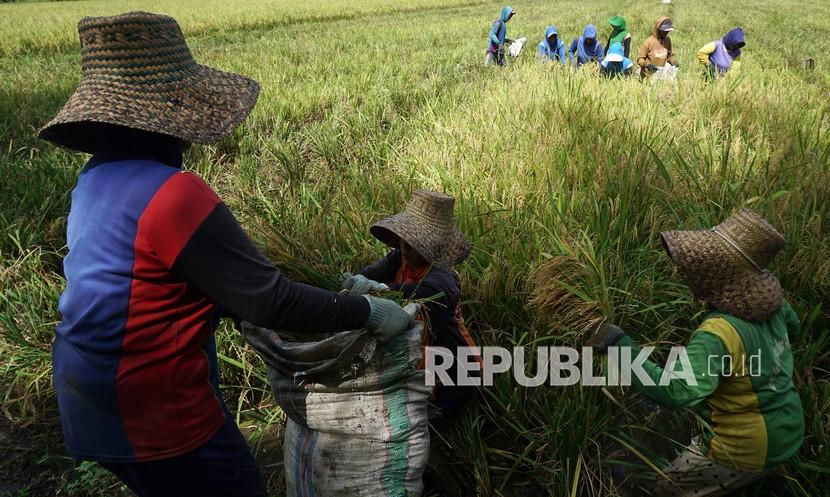 Sejumlah buruh tani memanen padi menggunakan sabit di areal persawahan desa Toabo, Mamuju, Sulawesi Barat, Kamis (30/9). Badan Pusat Statistik (BPS) mencatat adanya kenaikan upah buruh bangunan dan buruh tani baik secara nominal maupun riil. 