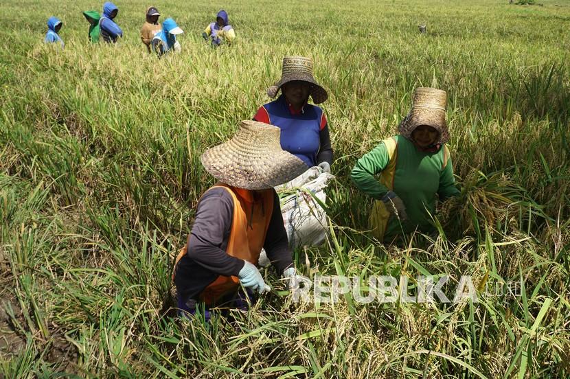 Sejumlah buruh tani memanen padi menggunakan sabit di areal persawahan desa Toabo, Mamuju, Sulawesi Barat (ilustrasi). Badan Pusat Statistik (BPS) mencatat upah nominal harian buruh tani pada Oktober 2021 naik tipis sebesar 0,08 persen.