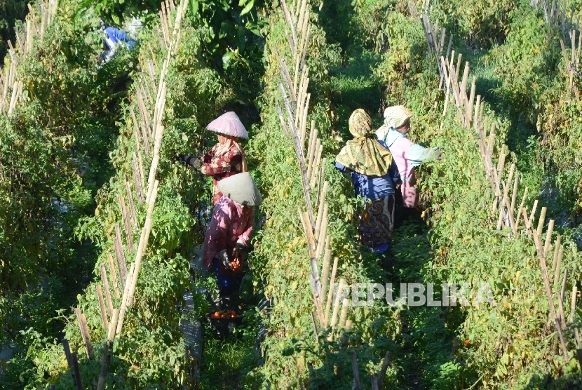 Sejumlah buruh tani memanen tomat, di daerah Cipanas, Garut, Selasa (24/5).  (Republika/Edi Yusuf)