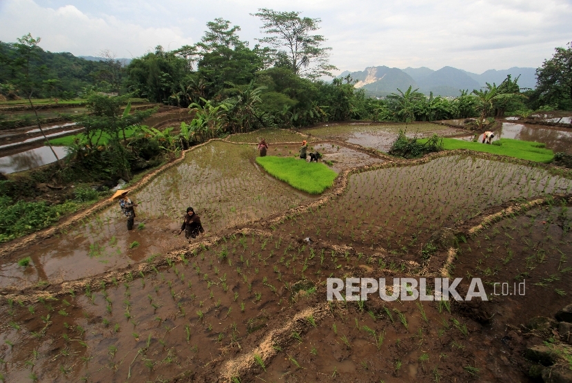 Sejumlah buruh tani menanam padi di areal sawah Desa Kadeula, Pesawahan, Kuningan, Jawa Barat, Minggu (29/1).