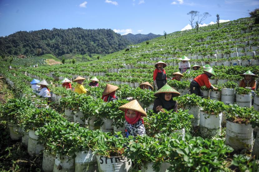 Hampir 150 ribu pekerja dari lebih dari 200 perkebunan teh Bangladesh melakukan aksi mogok kerja 