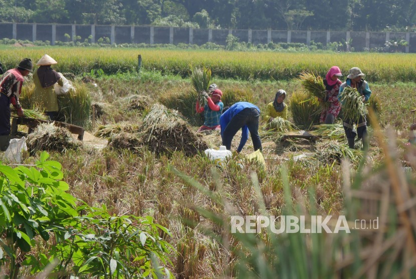 Sejumlah buruh tani sedang memisahkan bulir padi dari batangnya usai panen padi di Jalan Soekarno Hatta, Kota Bandung, Rabu (15/5). 