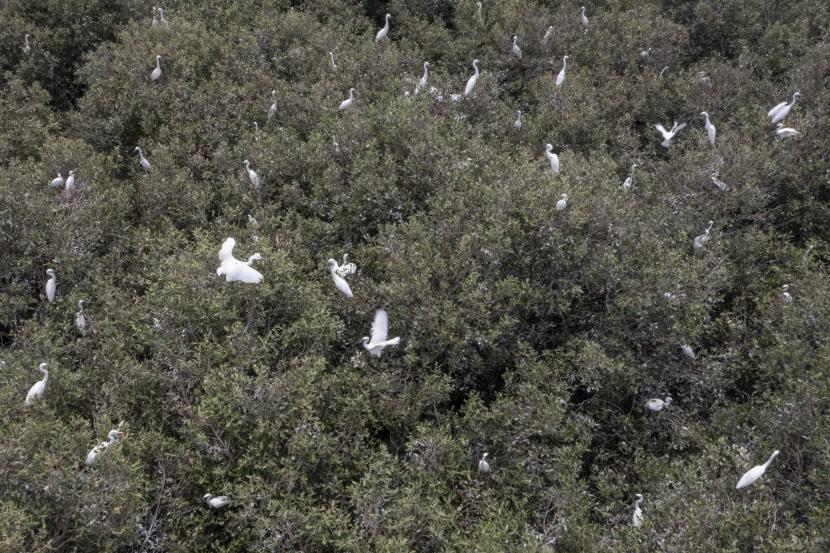 Sejumlah burung bangau bertengger di pohon-pohon bakau di mangrove Pantai Pasir Putih, Desa Sukajaya, Kecamatan Cilamaya Kulon, Karawang, Jawa Barat, Jumat (3/9/2021). Selain sebagai pencegah abrasi pesisir, hutan bakau yang dikelola Kelompok Kerja Pemberdayaan Masyarakat Pesisir (KKPMP) Karawang dengan dukungan Pertamina Hulu Energi Offshore North West Java (PHE-ONWJ) tersebut juga menjadi habitat bagi ribuan burung bangau dan sejumlah jenis satwa pesisir lainnya.