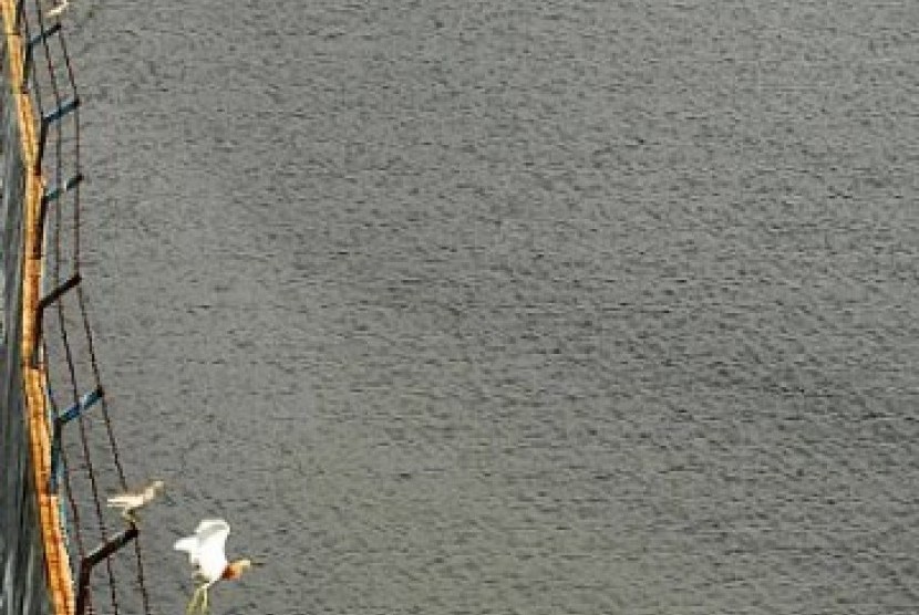 Sejumlah burung Blekok hinggap di kawat berduri sebuah pagar di kawasan Pelabuhan Sunda Kelapa, Jakarta, Rabu (8/5). Reklamasi pantai teluk Jakarta serta pencemaran dari 13 sungai yang bermuara di tempat itu semakin mengancam keutuhan ekosistem pantai. 
