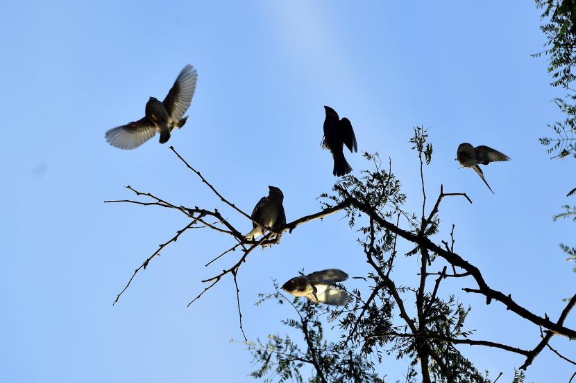 Sejumlah burung Gelatik Jawa (Padda oryzivora) bertengger di atas dahan pohon. ilustrasi