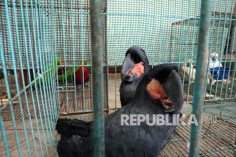 Sejumlah burung Kakatua Raja (Probosciger atterimus) berada dalam kandang saat diamankan di Kantor Karantina Pertanian Kota Sorong, Papua Barat, Senin (23/8/2021).