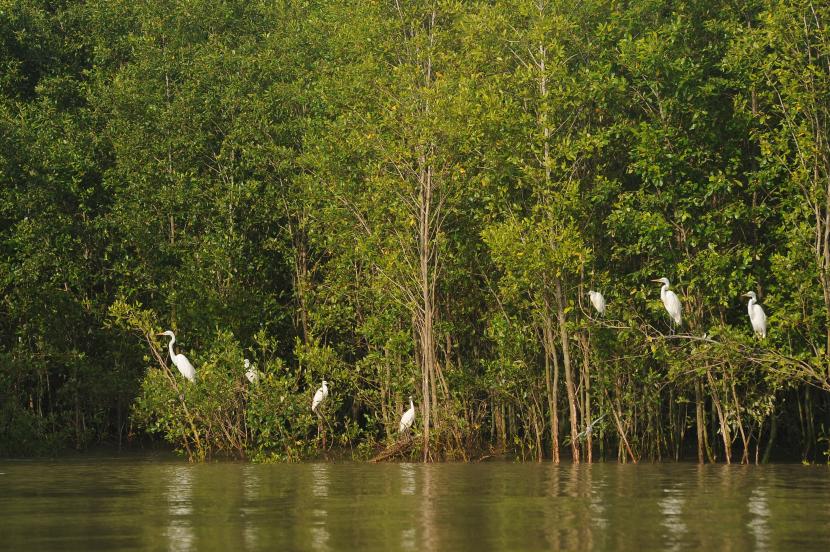 Sejumlah burung kuntul besar (Egretta alba) bertengger di ranting pepohonan mangrove Taman Nasional Sembilang Kabupaten Banyuasin, Sumsel, Senin (20/12/2021). Badan Restorasi Gambut dan Mangrove (BRGM) segera mengusahakan untuk dapat memulai rehabilitasi mangrove pada 2022 setelah disetujui anggaran belanja tambahan (ABT) untuk lahan seluas 3.548 hektare.