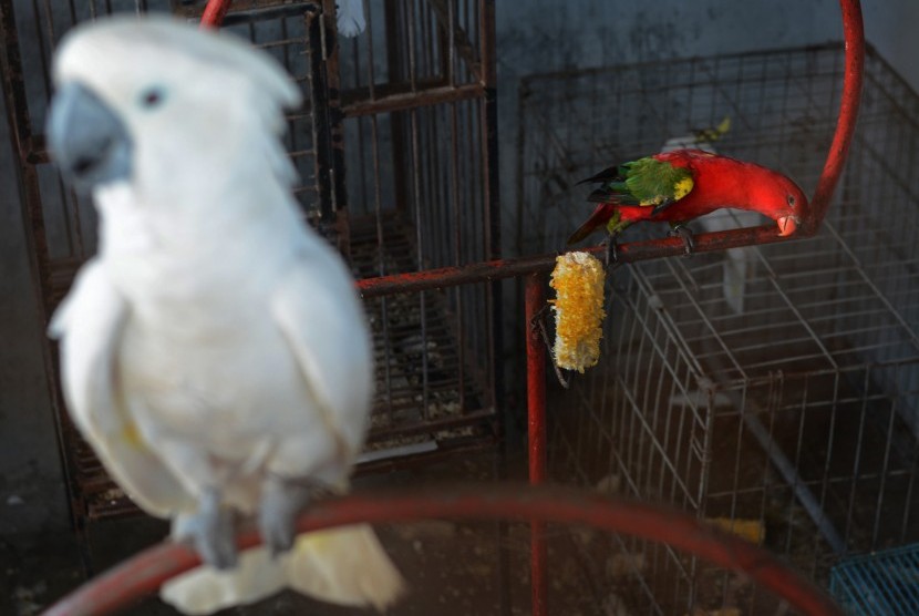 Sejumlah burung yang dilindungi dititipkan di kandang Balai Konservasi dan Sumber Daya Alam (BKSDA) Sulawesi Tengah di Palu, Jumat (13/7). 