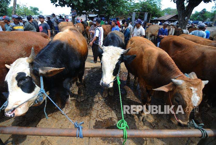 Sejumlah calon pembeli mengamati sapi yang dijual di Pasar Hewan Prambanan, Klaten, Jawa Tengah. 