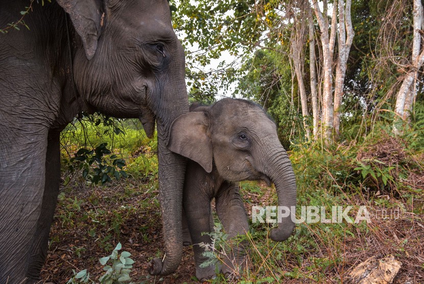 Sejumlah Gajah Sumatra (elephas maximus sumatranus) jinak di Taman Nasional Tesso Nilo, Provinsi Riau, Selasa (13/8/2019).