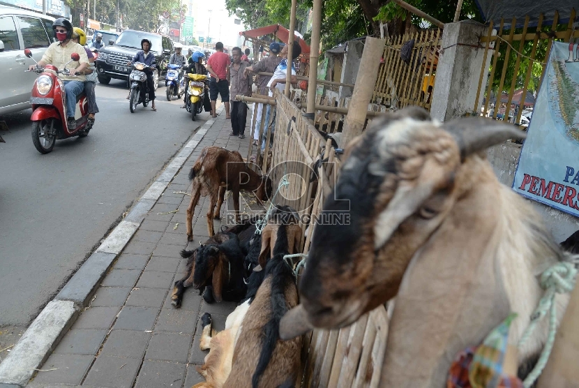 Sejumlah hewan kurban dijajakan di trotoar.  Pemkab Cianjur melarang penjualan hewan kurban di trotoar atau sepanjang jalan protokol Cianjur. (Republika/Yasin Habibi)