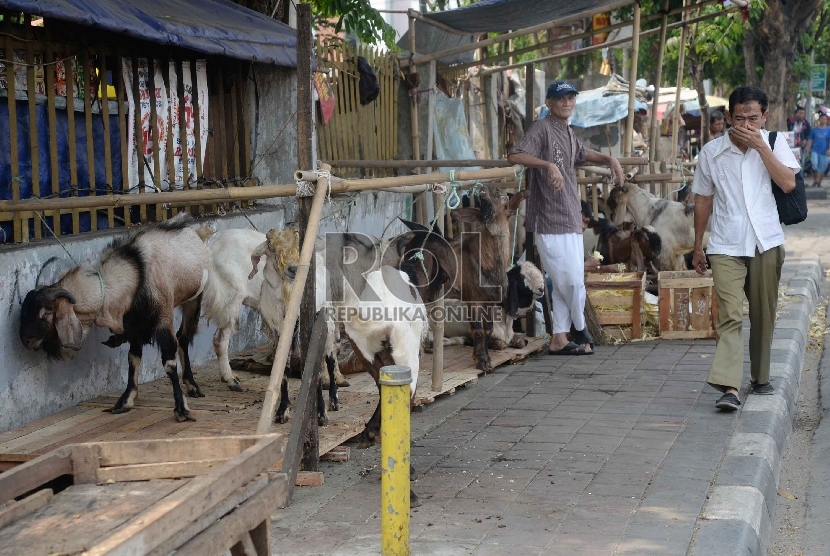Sejumlah hewan kurban dijajakan di Trotoar Jalan KH Mas Mansyur, Tanah Abang, Jakarta Pusat, Ahad (20/9).   (Republika/Yasin Habibi)