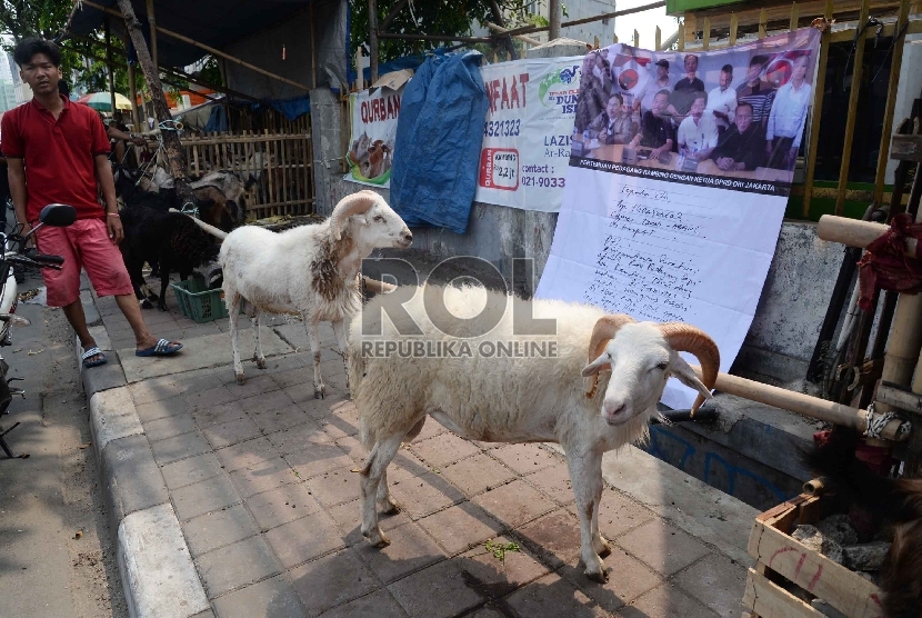 Sejumlah hewan kurban dijajakan