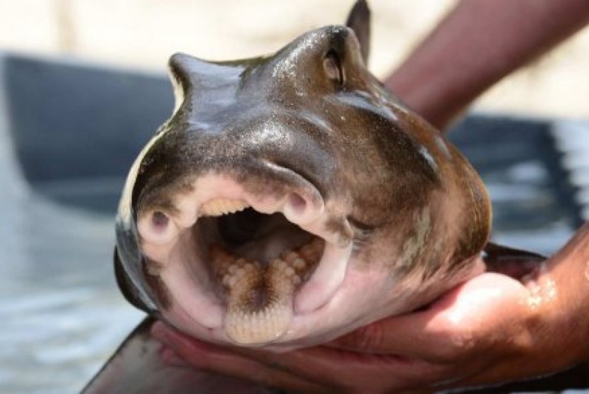 Sejumlah ikan hiu Port Jackson dalam penelitian ini bahkan terlihat tidak terlalu peduli untuk berusaha mencari makanan. 