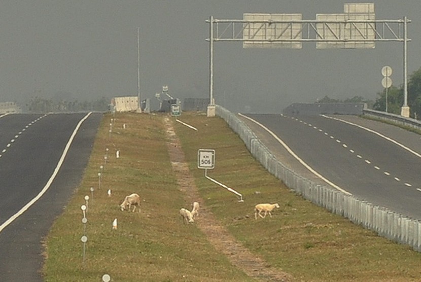 Sejumlah kambing leluasa berkeliaran di dalam area jalan tol ruas Kartasura- Ngawi, di kilometer KM 506. Keberadaan hewan ternak warga di area jalan tol ini menjadi tantangan bagi pengelola ruas tol ini pada saat dibuka fungsional untuk arus lalu lintas mudik.