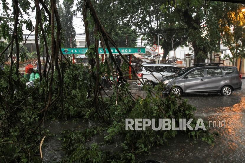 Sejumlah kendaraan melintasi pohon tumbang di kawasan Kelapa Dua, Depok, Jawa Barat, Selasa (8/3/2022). Hujan deras disertai angin kencang di kawasan tersebut mengakibatkan sejumlah pohon tumbang sehingga mengganggu arus lalu lintas. 