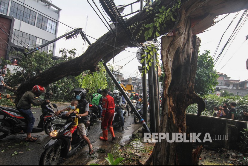 Sejumlah kendaraan melintasi pohon yang tumbang di Kota Depok akibat angin kencang.