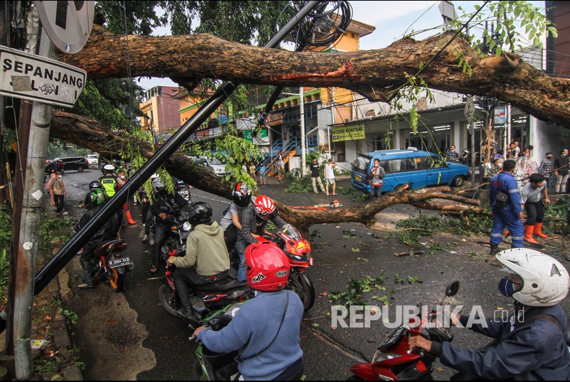 Sejumlah kendaraan melintasi pohon yang tumbang di Jalan Akses UI, Cimanggis, Depok, Jawa Barat. Pohon tumbang yang terjadi akibat hujan deras disertai angin kencang tersebut menimpa sejumlah kendaraan yang terparkir dan menyebabkan terhambatnya lalu lintas.