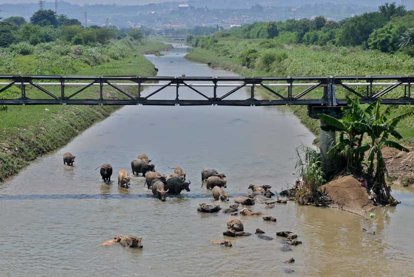   Sejumlah kerbau berendam di Sungai Banjir Kanal Timur (BKT) (ilustrasi).ra/R. Rekotomo)