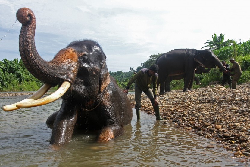 Sejumlah mahout (pawang) memandikan dan melatih Gajah Sumatera (Elephas Maximus Sumatresnsis) yang terlatih di Camp Corsevation Respon Unit (CRU) Serba Jadi, Aceh Timur, Aceh, Jumat (12/8). 