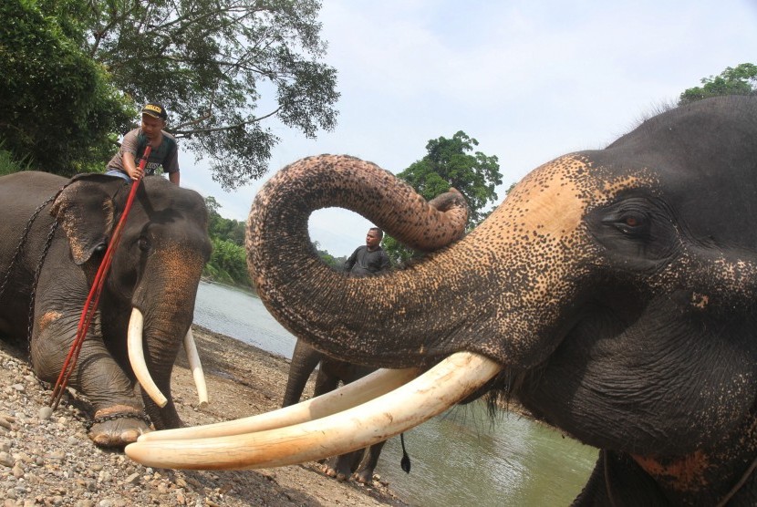 Sejumlah mahout (pawang) memandikan dan melatih Gajah Sumatera (Elephas Maximus Sumatresnsis) yang terlatih di Camp Corsevation Respon Unit (CRU) Serba Jadi, Aceh Timur, Aceh, Jumat (12/8). 