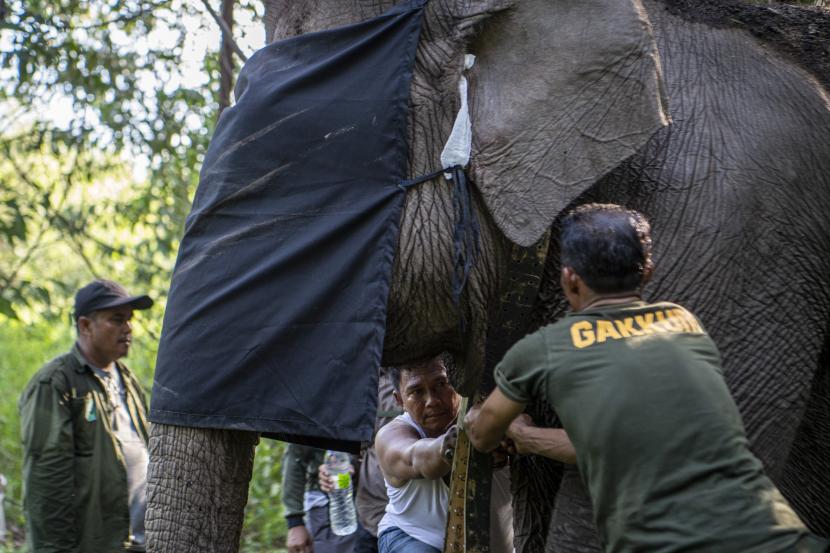 Sejumlah mahout (pawang)mengendalikan seekor gajah Sumatra (Elephas maximus sumatranus) liar di Kabupaten Ogan Komering Ilir (OKI), Sumatra Selatan, Jumat (13/5/2022).