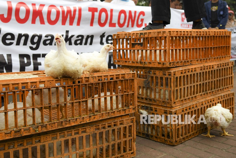 Sejumlah masa aksi dari Gabungan Organisasi Peternak Ayam Nasional melakukan unjuk rasa di depan Kementerian Koordinator Bidang Perekonomian Jakarta, Kamis (5/9/2019). 