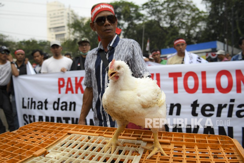 Sejumlah peternak menggelar aksi di Gedung Kementerian Pertanian (Kementan) di Jakarta, pada Rabu, (11/12). Ilustrasi.