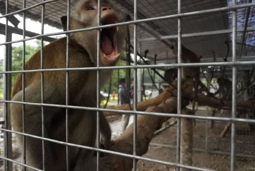 Sejumlah monyet ekor panjang (Macaca fascicularis) berada di kandang transit di City Forest and Farm Arum Sabil Kelurahan Antirogo, Sumbersari, Jember, Jawa Timur
