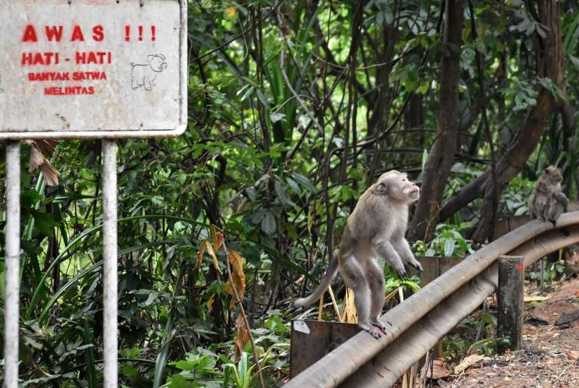 Petani Lebak Alami Kerugian Akibat Serangan Kawanan Monyet (ilustrasi).