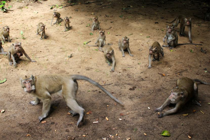 Sejumlah monyet ekor panjang (Macaca fascicularis) mencari makan (ilustrasi).